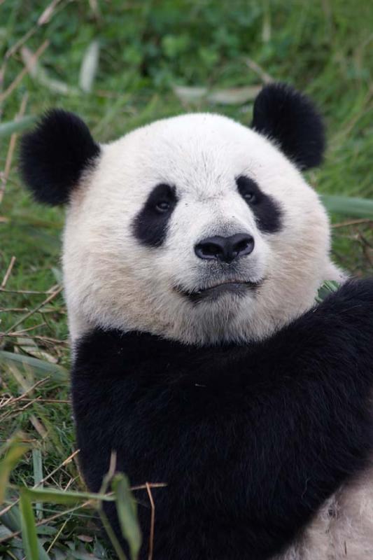 Giant Panda