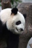 Giant Panda