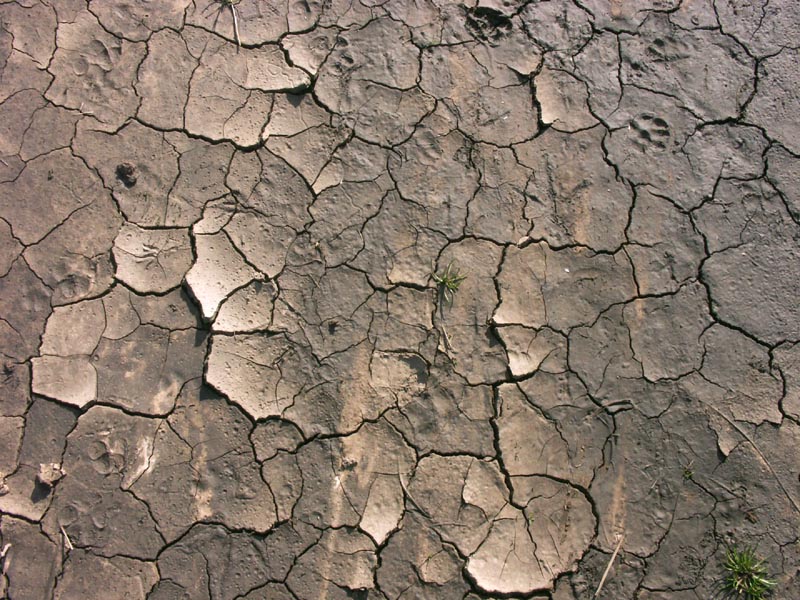 Muddy path with footprints