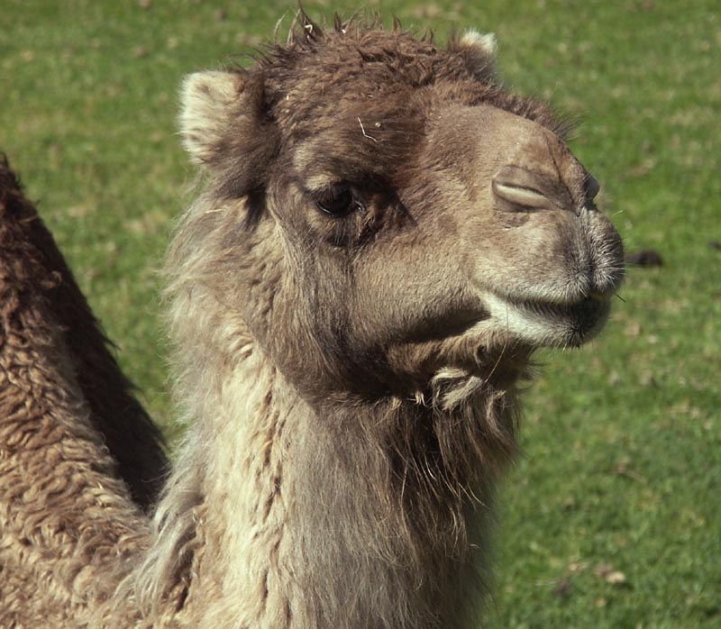 Curious camel