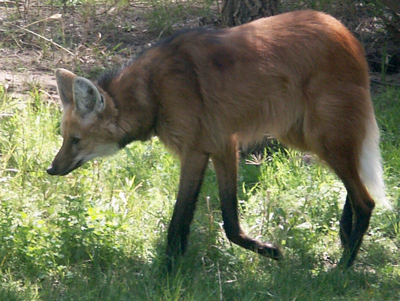 Maned wolf