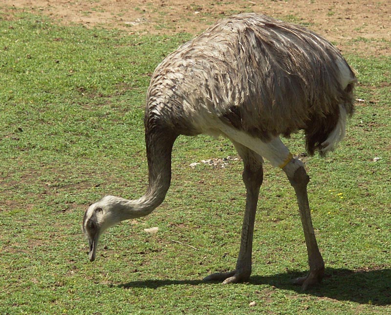 Rhea View