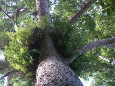 A giant Kauri tree, Lake Barrine