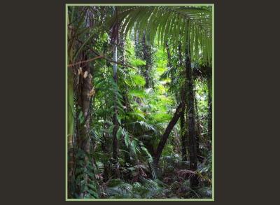 Remnant rainforest
