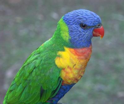 Lorikeet