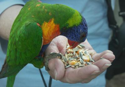 Lorikeet