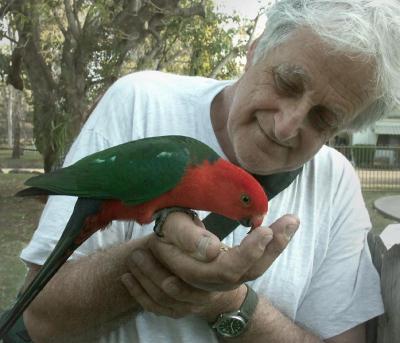 King parrot (left) with friend