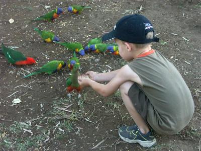 Small boy, lorikeets, king parrots