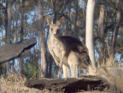 Kangaroo near park entrance