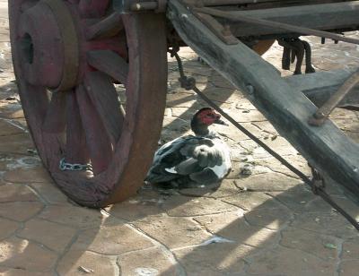 Duck avoiding tourists, Roma