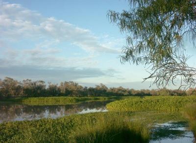 Noccundra Waterhole, early morning