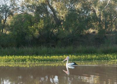 Noccundra pelican, early morning
