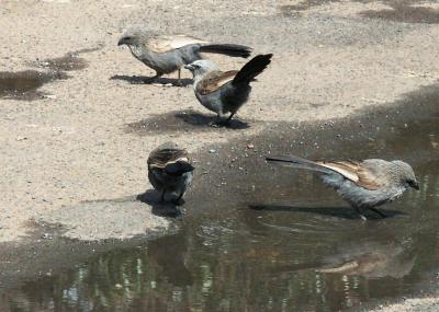 Apostle birds in the car park