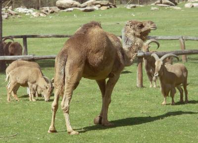 Camel and different friends, 2005