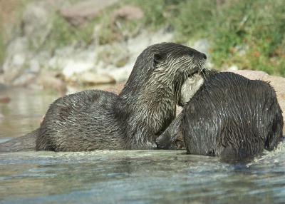 Small-clawed otter, 2005