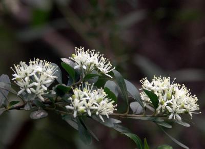 Phebalium