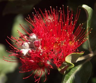 New Zealand Christmas Bush