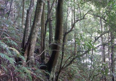 Wooded scree slope