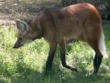 Maned wolf