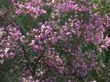 Boronia