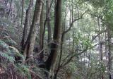 Wooded scree slope