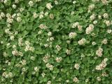 Clover in my lawn