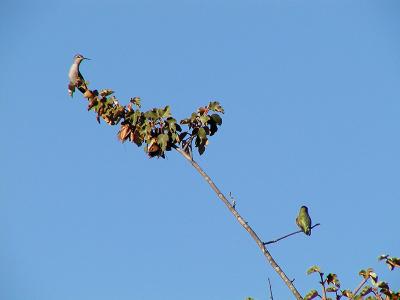 Hummers X2 s.jpg