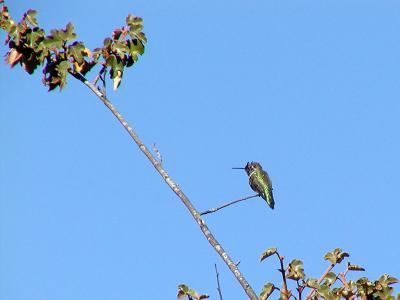 Horny Hummer s.JPG