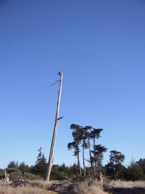 The Tree s.jpg