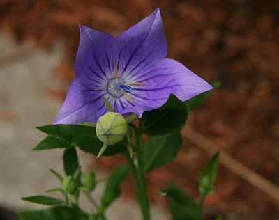 Purple Flower.jpg