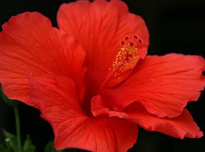hibiscus on black .jpg