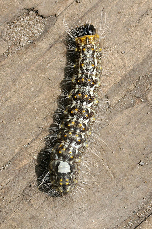 Acronicta megacephala <br>Schilddrager (rups)