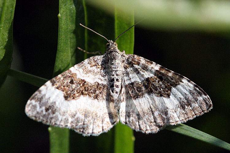 Epirrhoe alternata <br>Gewone bandspanner