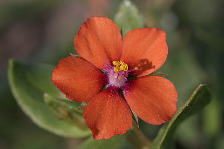 Anagallis arvensis subsp. arvensis <br>Scarlet pimpernel <br>Rood guichelheil 