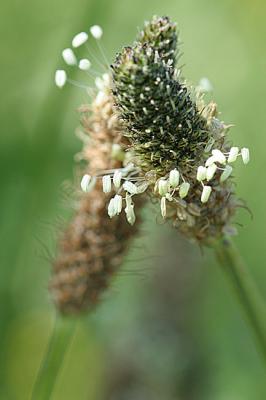 Plantago lanceolataRipple-grass Smalle weegbree