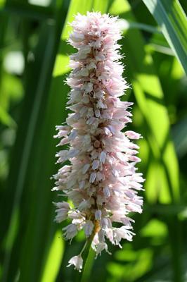 Polygonum bistortaMeadow bistort Adderwortel