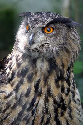 Bubo Bubo<br>Eagle Owl<br>Oehoe