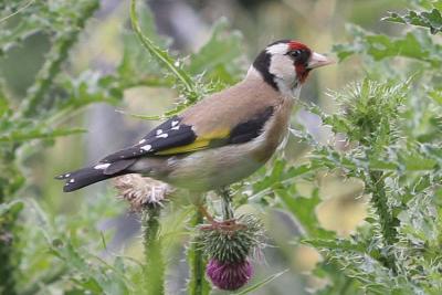 Carduelis carduelis <br>European goldfinch <br>Putter (Distelvink)
