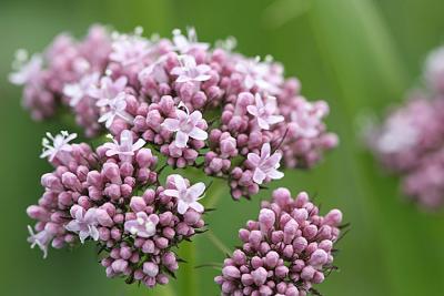 Valeriana officinalisValerian Echte valeriaan