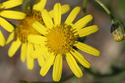 Senecio inaequidens Narrow-leaved ragwortBezemkruiskruid 