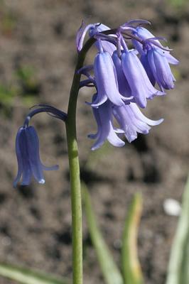 Hyacinthoides non-scripta  English bluebell Wilde hyacint 