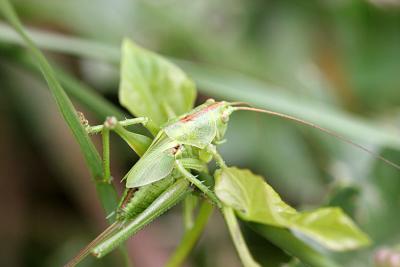 Tettigonia viridissima Grote groene sabelsprinkhaan