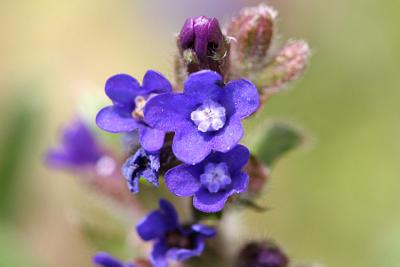 Anchusa officinalis Common bugloss Gewone ossentong 