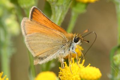 Adopaea (Thymelicus) sylvestris Geelsprietdikkopje