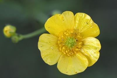 Ranunculus acris Meadow buttercup Scherpe boterbloem