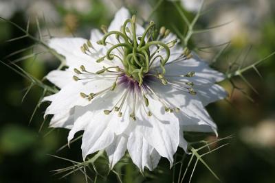 Nigella damascenaPersian jewelJuffertje in 't groen