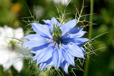 Nigella damascenaPersian jewelJuffertje in 't groen