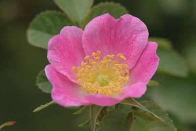 Rosa rubiginosa Sweet-briar Egelantier