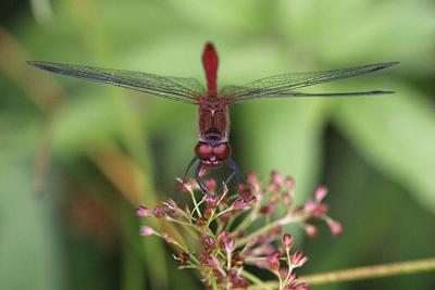 Sympetrum sanguineum Ruddy darter Bloedrode heidelibel