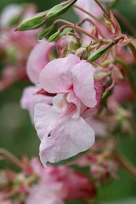 Impatiens glanduliferaPoliceman's helmetReuzenbalsemien